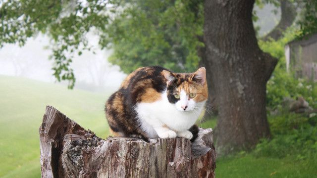 Cat post park misty blurry free wallpaper for desktop - medium preview image