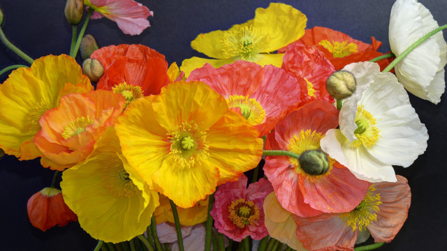 Flowers vase table blue black free wallpaper for desktop - medium preview image