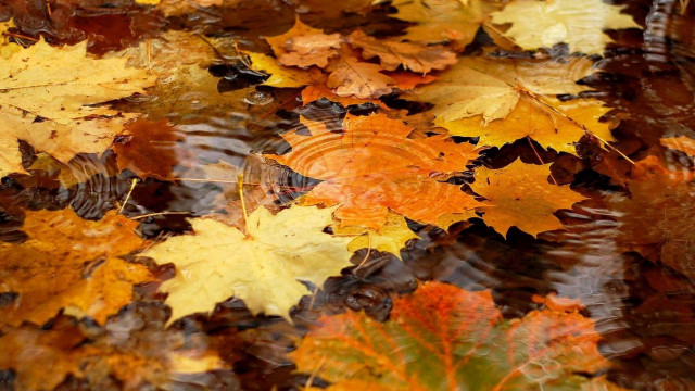 Autumn leaves water puddle ecological free wallpaper for desktop - medium preview image