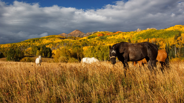Horse field mountains clouds sunset free wallpaper for desktop - medium preview image