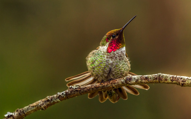 Hummingbird perches forest macro award free wallpaper for desktop - medium preview image