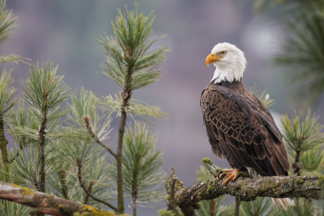 Bald eagle pine forest nature free wallpaper for desktop - medium preview image