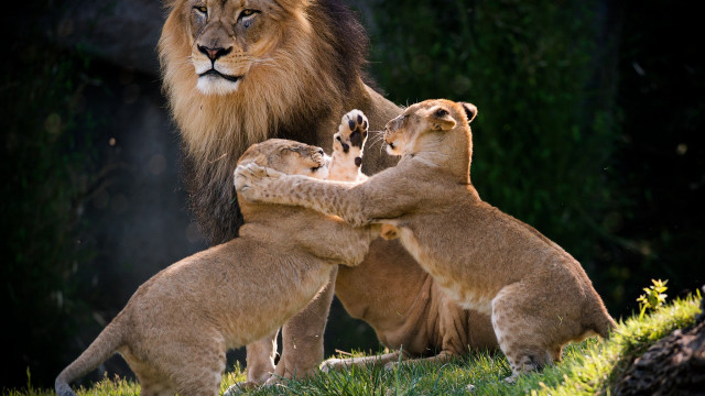 Lions playing field grass trees free wallpaper for desktop - medium preview image