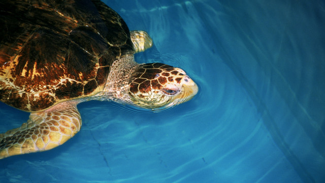 Turtle swimming pool water reflection free wallpaper for desktop - medium preview image