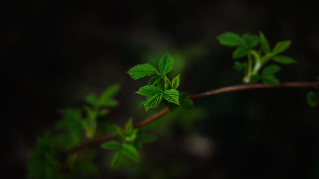 Branch green leaves night shallow free wallpaper for desktop - medium preview image