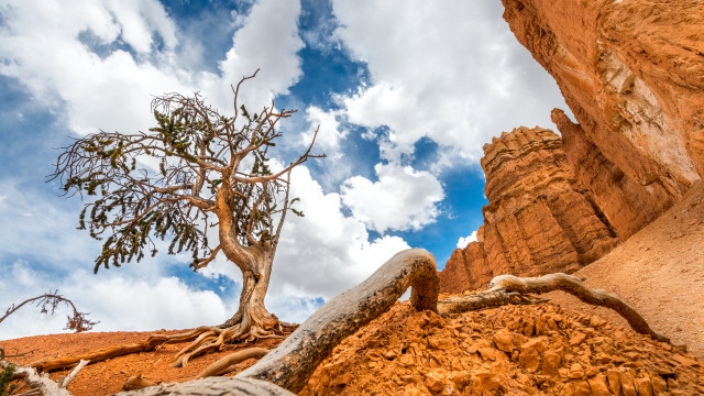 Desert tree rock formation cloudy free wallpaper for desktop - medium preview image