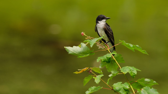 Small bird perched branch leaves free wallpaper for desktop - medium preview image