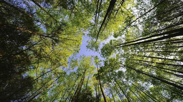 Forest trees sky clouds fence free wallpaper for desktop - medium preview image