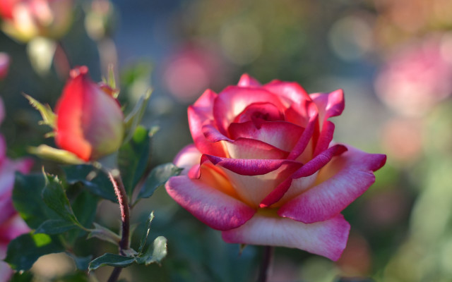 Pink rose garden bokeh macro #4 free wallpaper for desktop - medium preview image