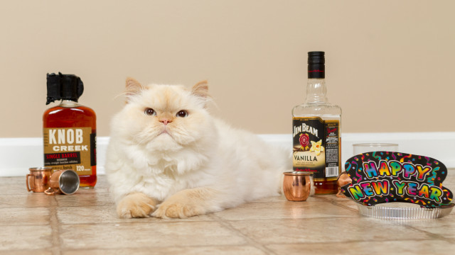 Cat booze stilllife product photo free wallpaper for desktop - medium preview image