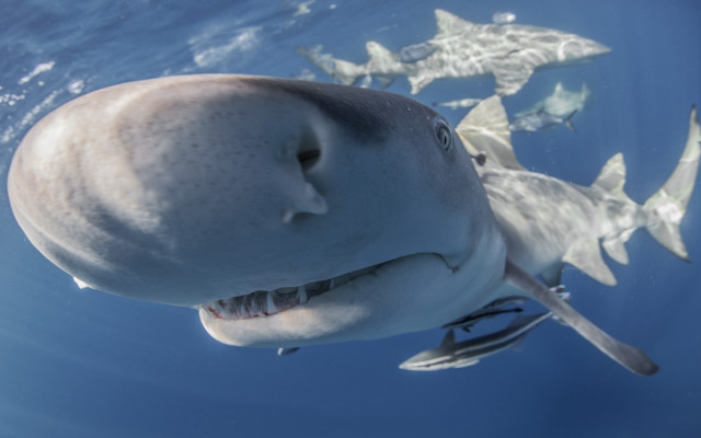 Sharks ocean toothpick rayonism puzzle free wallpaper for desktop - medium preview image