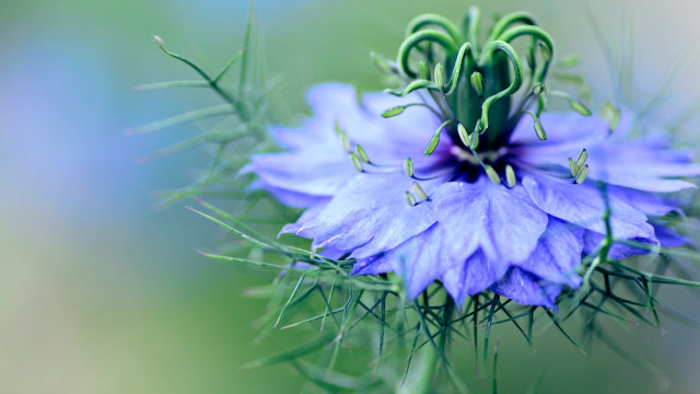Blue flower green stems macro #2 free wallpaper for desktop - medium preview image