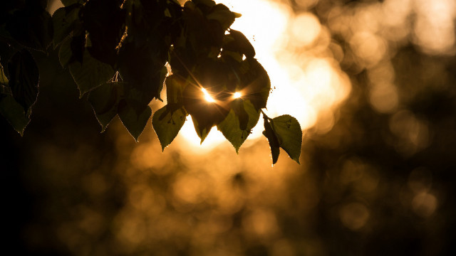 Sunshine leaves forest macro lens free wallpaper for desktop - medium preview image