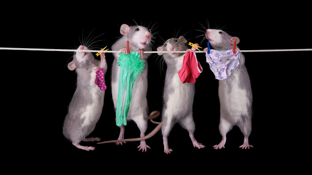 Three mice rat clothesline beatrix free wallpaper for desktop - medium preview image