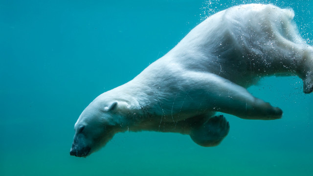 Polar bear underwater ecological art free wallpaper for desktop - medium preview image