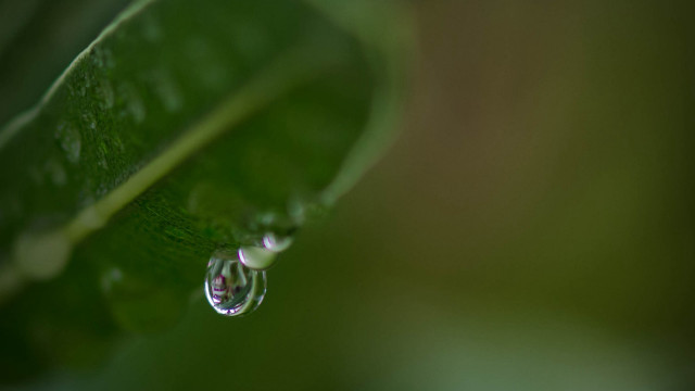 Water drop green leaf macro #10 free wallpaper for desktop - medium preview image