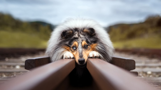 Dog leaning on rail train free wallpaper for desktop - medium preview image