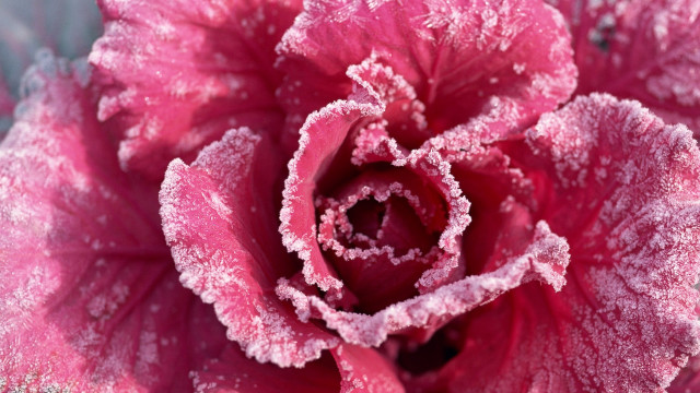 Pink frosted cherry blossoms spring free wallpaper for desktop - medium preview image