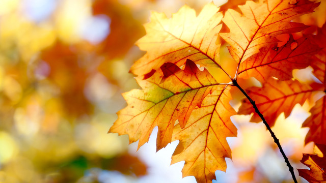 Leaf autumn blurry sky fire free wallpaper for desktop - medium preview image