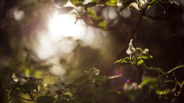 Tree flower branch sun glow free wallpaper for desktop - medium preview image