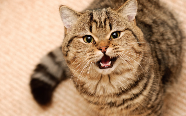 Cat yawning on couch animal free wallpaper for desktop - medium preview image