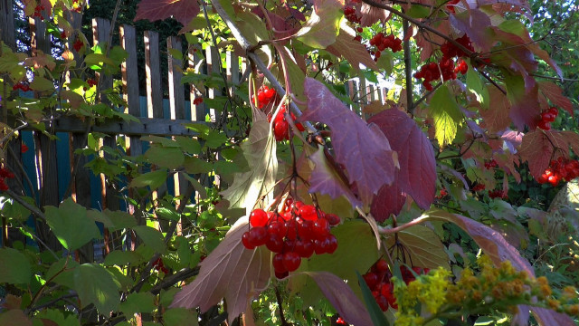 Bush red berries green leaves free wallpaper for desktop - medium preview image