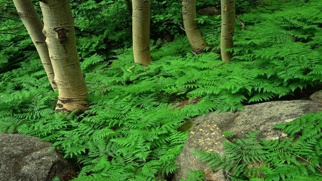 Green forest mountains rocks bench free wallpaper for desktop - medium preview image