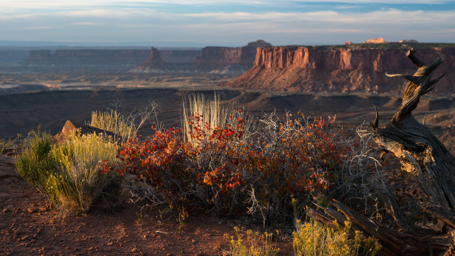Desert tree stump mountain autumn free wallpaper for desktop - medium preview image
