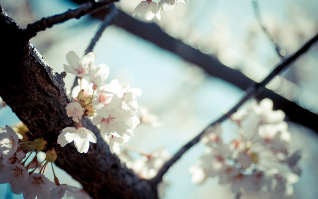 White flower tree cherry blossoms free wallpaper for desktop - medium preview image