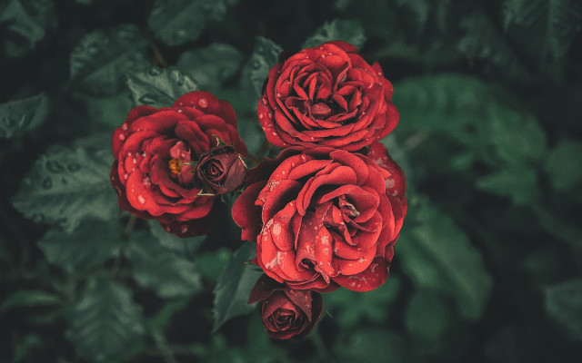 Red roses green leaves blurry free wallpaper for desktop - medium preview image