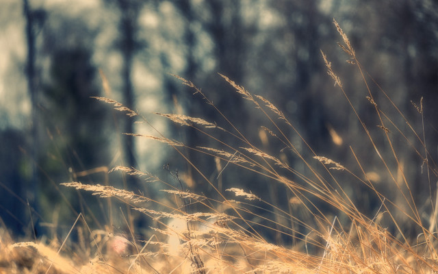 Sunlit field tallgrass tiltshift cityscape free wallpaper for desktop - medium preview image