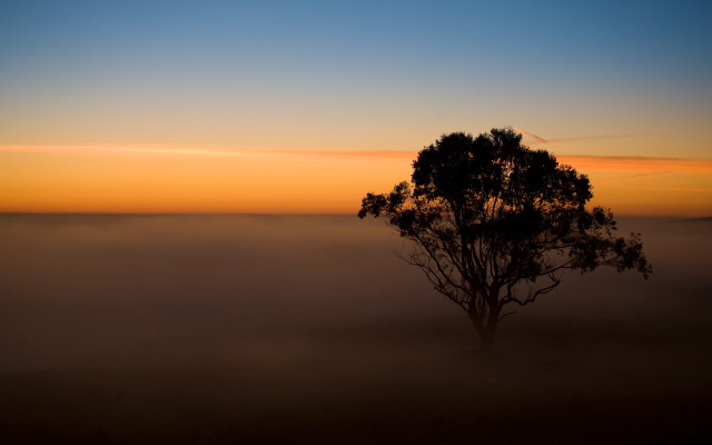 Foggy field tree sunset australian free wallpaper for desktop - medium preview image