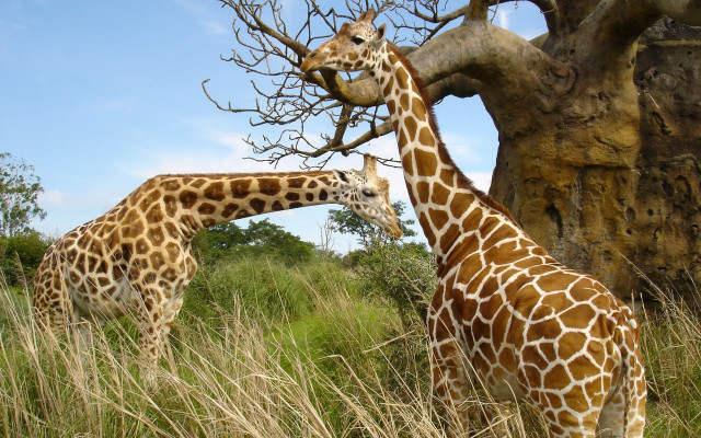 Giraffes tallgrass tree rockwall eating free wallpaper for desktop - medium preview image