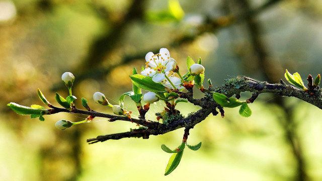 Branch whiteflowers greenleaves blurrybackground macrophotography free wallpaper for desktop - medium preview image