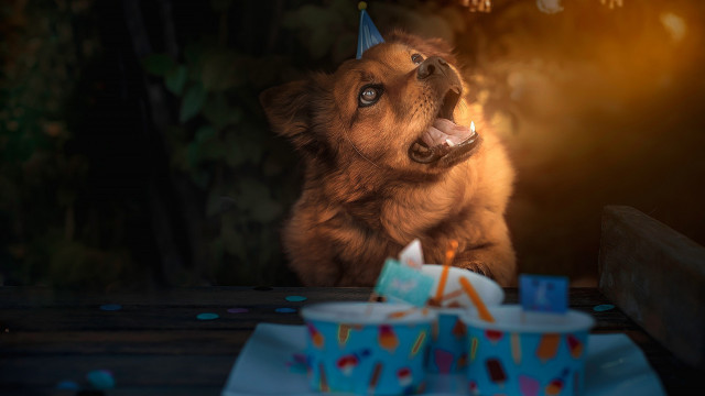 Dog birthday hat shiba cake free wallpaper for desktop - medium preview image