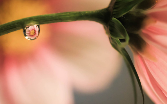 White flower water drop macro free wallpaper for desktop - medium preview image