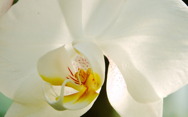 White flower yellow center green #4 free wallpaper for desktop - medium preview image