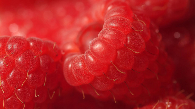 Raspberries macro photorealism blood red free wallpaper for desktop - medium preview image