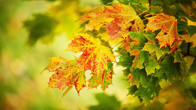 Tree leaves autumn blurry fire free wallpaper for desktop - medium preview image