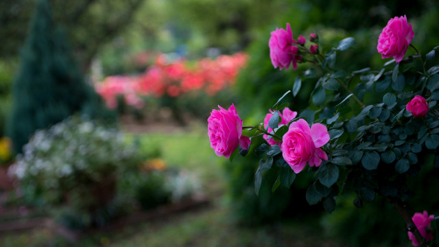 Pink rose garden bush bench free wallpaper for desktop - medium preview image