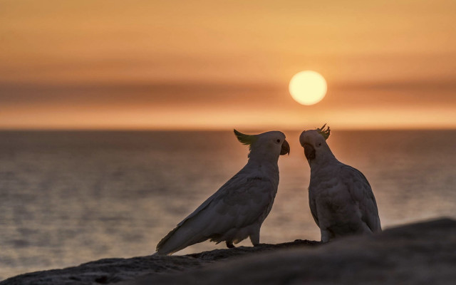 Birds rock ocean sunset romantic free wallpaper for desktop - medium preview image