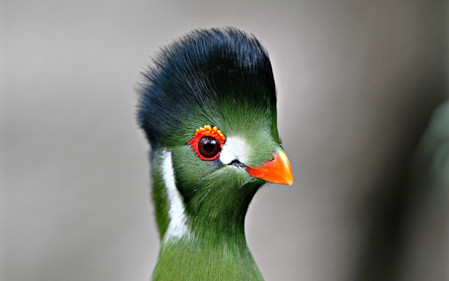 Green bird red eye black #2 free wallpaper for desktop - medium preview image