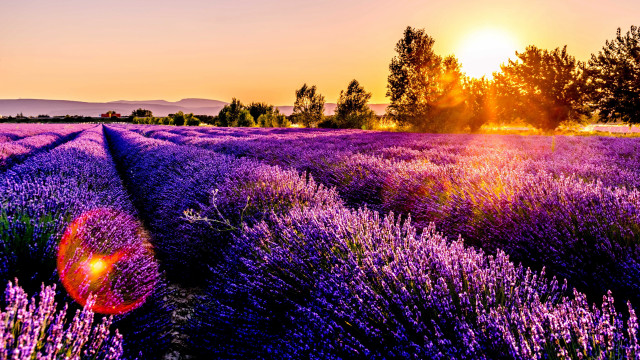 Lavender field sunset trees autumn free wallpaper for desktop - medium preview image