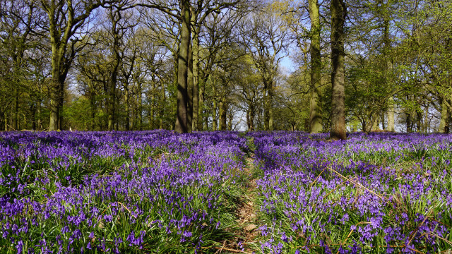 Purple flowers path woods trees free wallpaper for desktop - medium preview image