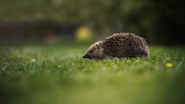 Hedgehog grass sun nature blurry free wallpaper for desktop - medium preview image