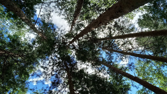 Forest trees sky autumn leaves free wallpaper for desktop - medium preview image