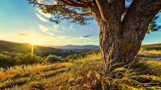 Tree grassy field sunset mountain free wallpaper for desktop - medium preview image