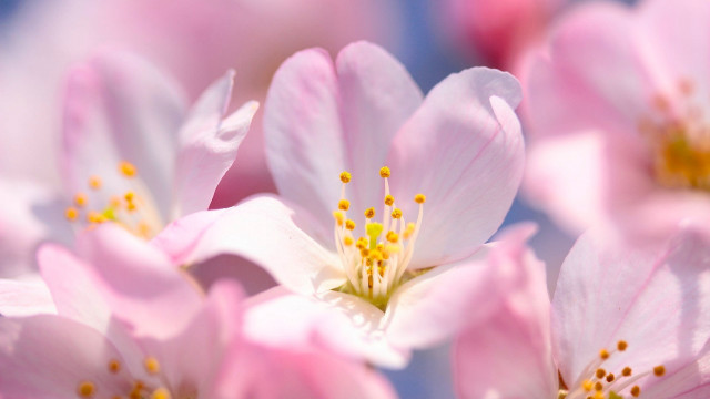 Pink flowers yellow stamens blue #2 free wallpaper for desktop - medium preview image