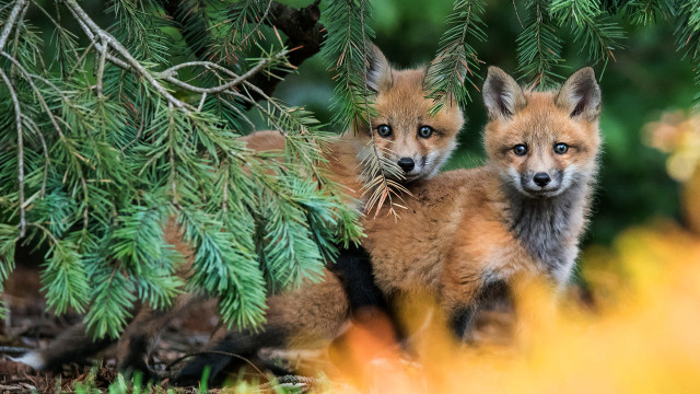 Foxes woods primitivism wildlife puzzle free wallpaper for desktop - medium preview image