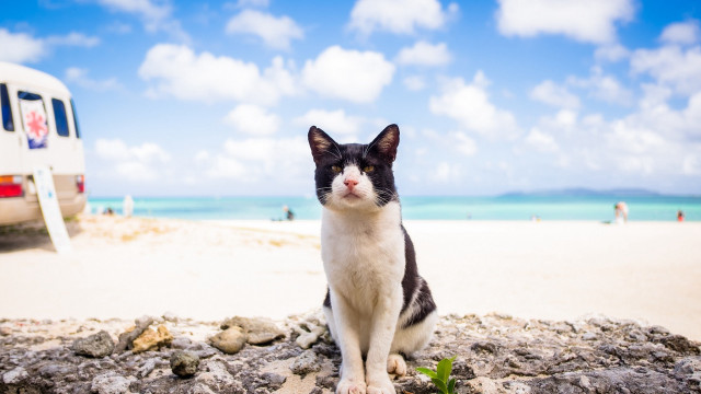 Cat rock beach van people free wallpaper for desktop - medium preview image